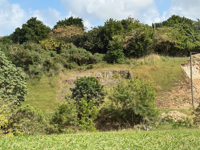 IMG 1785